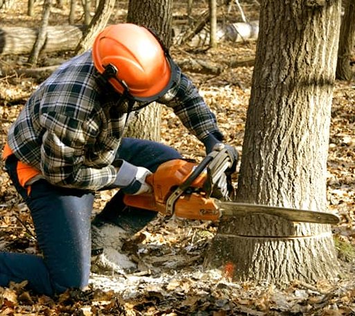Tree Removal in Paxton, IN
